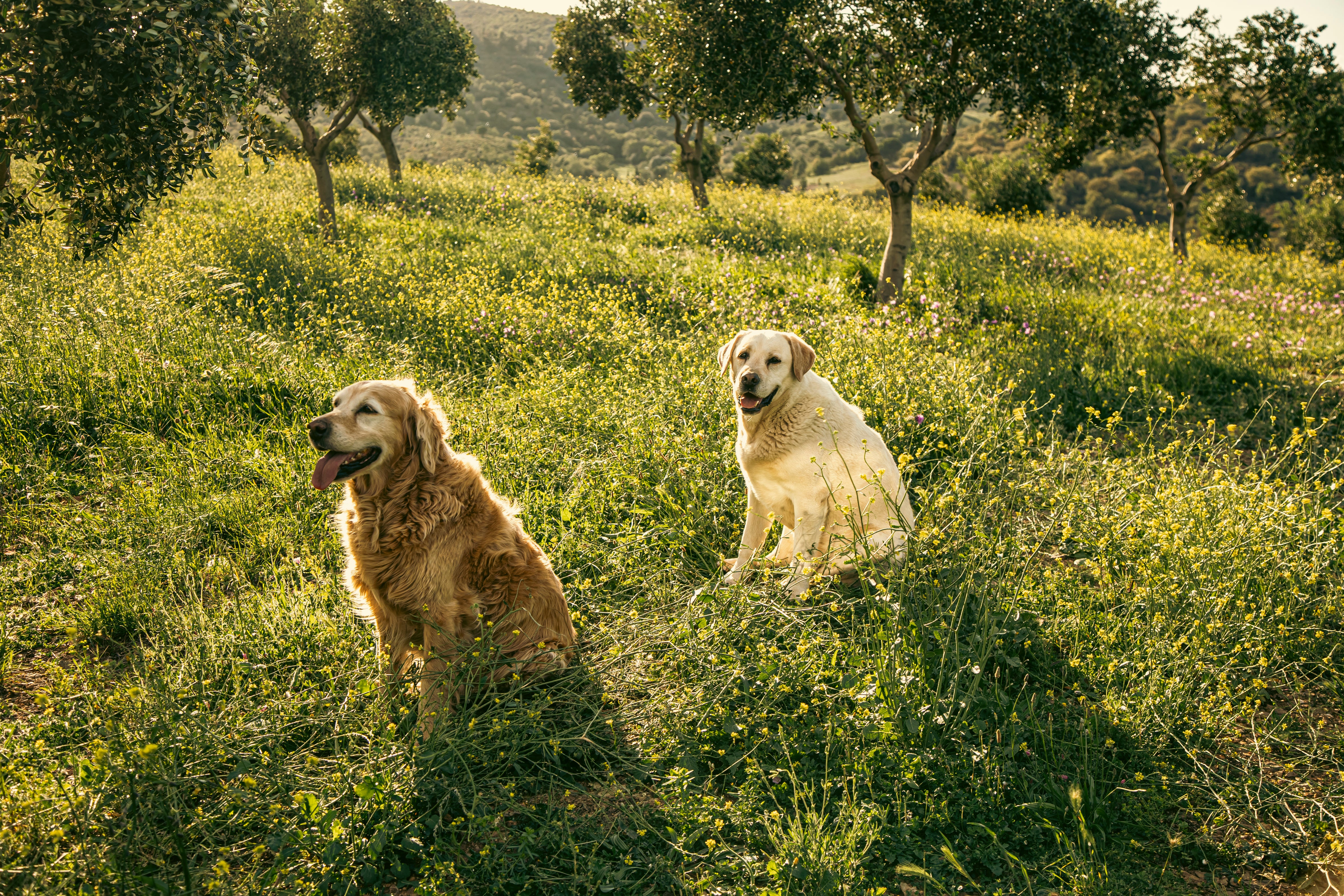 Two dogs sitting in a grassy French field with trees in the background