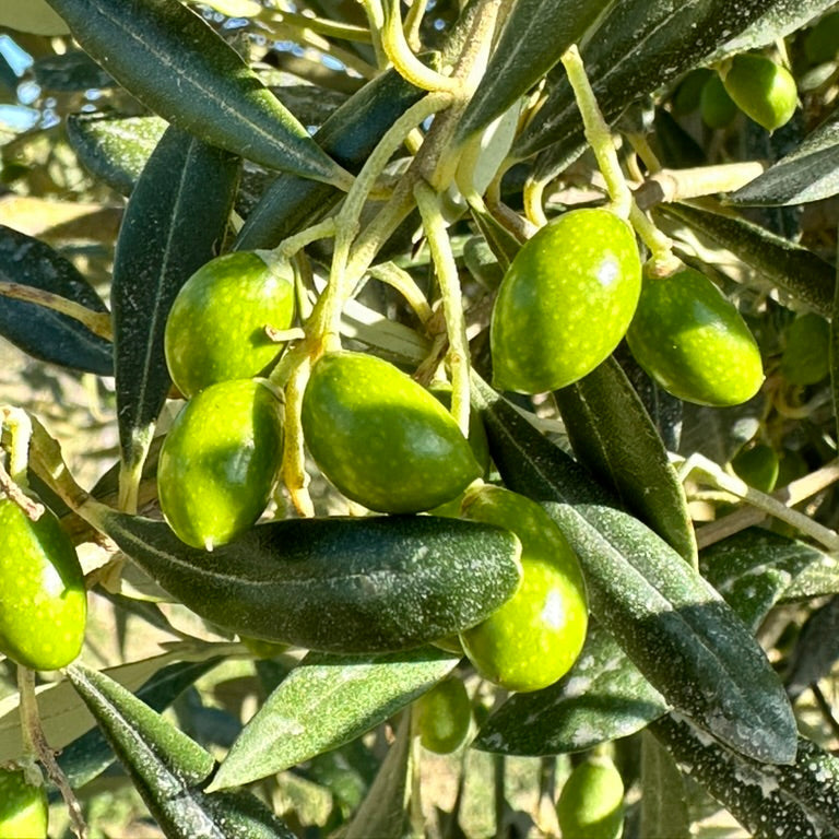 Green olives on a French olive branch with leaves
