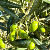 Querubi 3L Tin 2025 Harvest