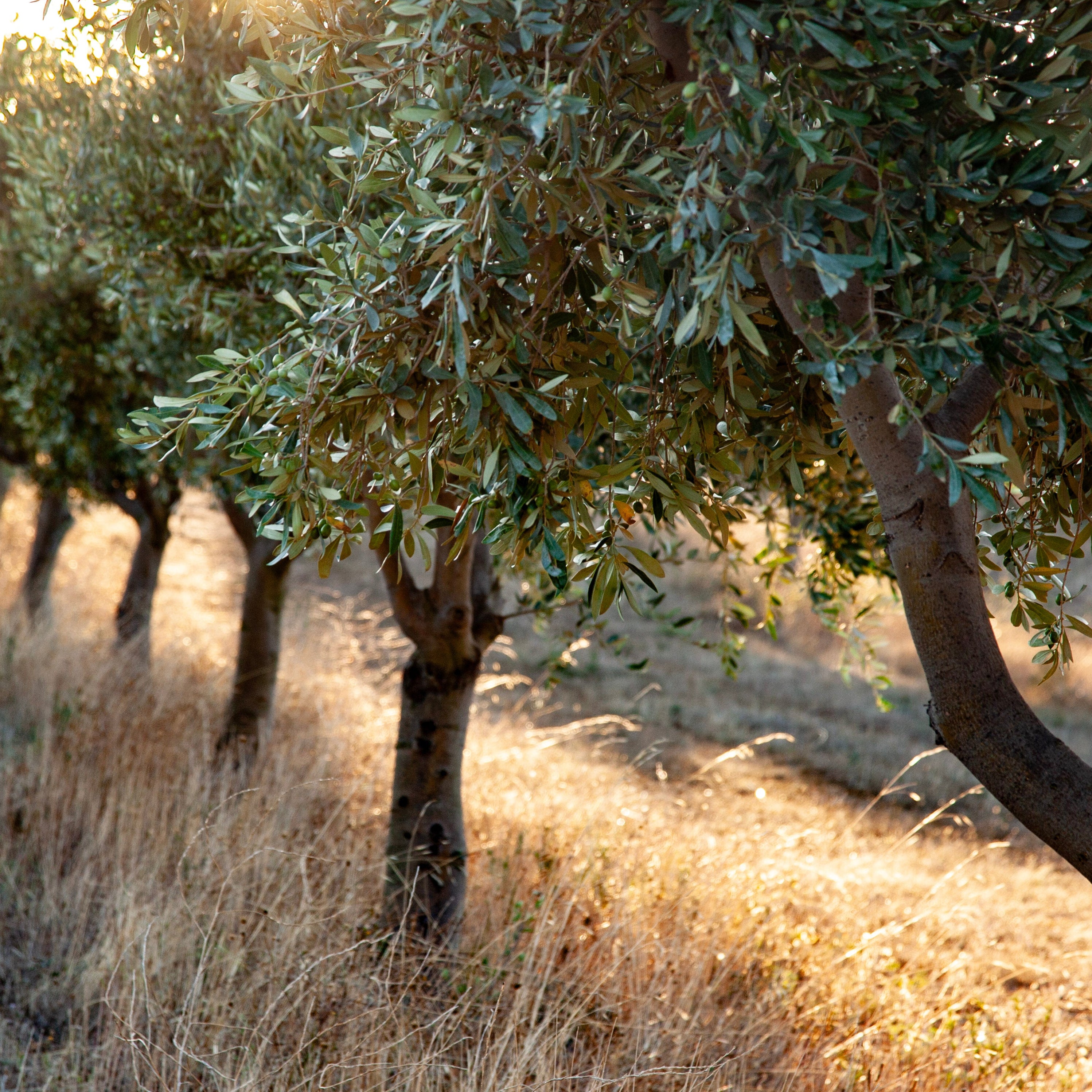 Olive trees on a hillside with sunlight filtering through the leaves