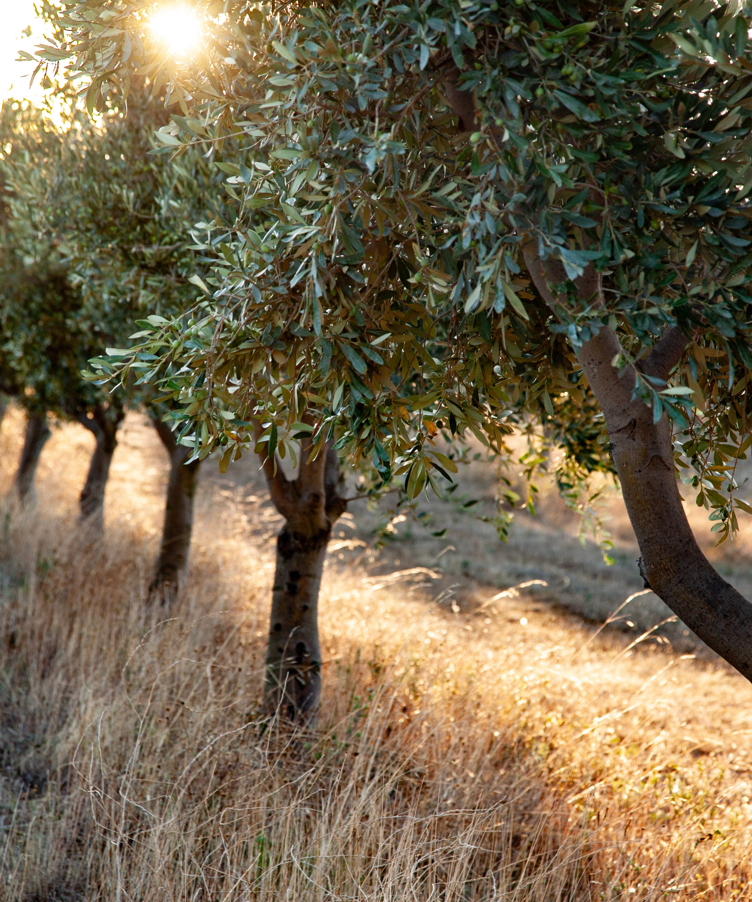 Olive trees on a hillside with sunlight filtering through the leaves
