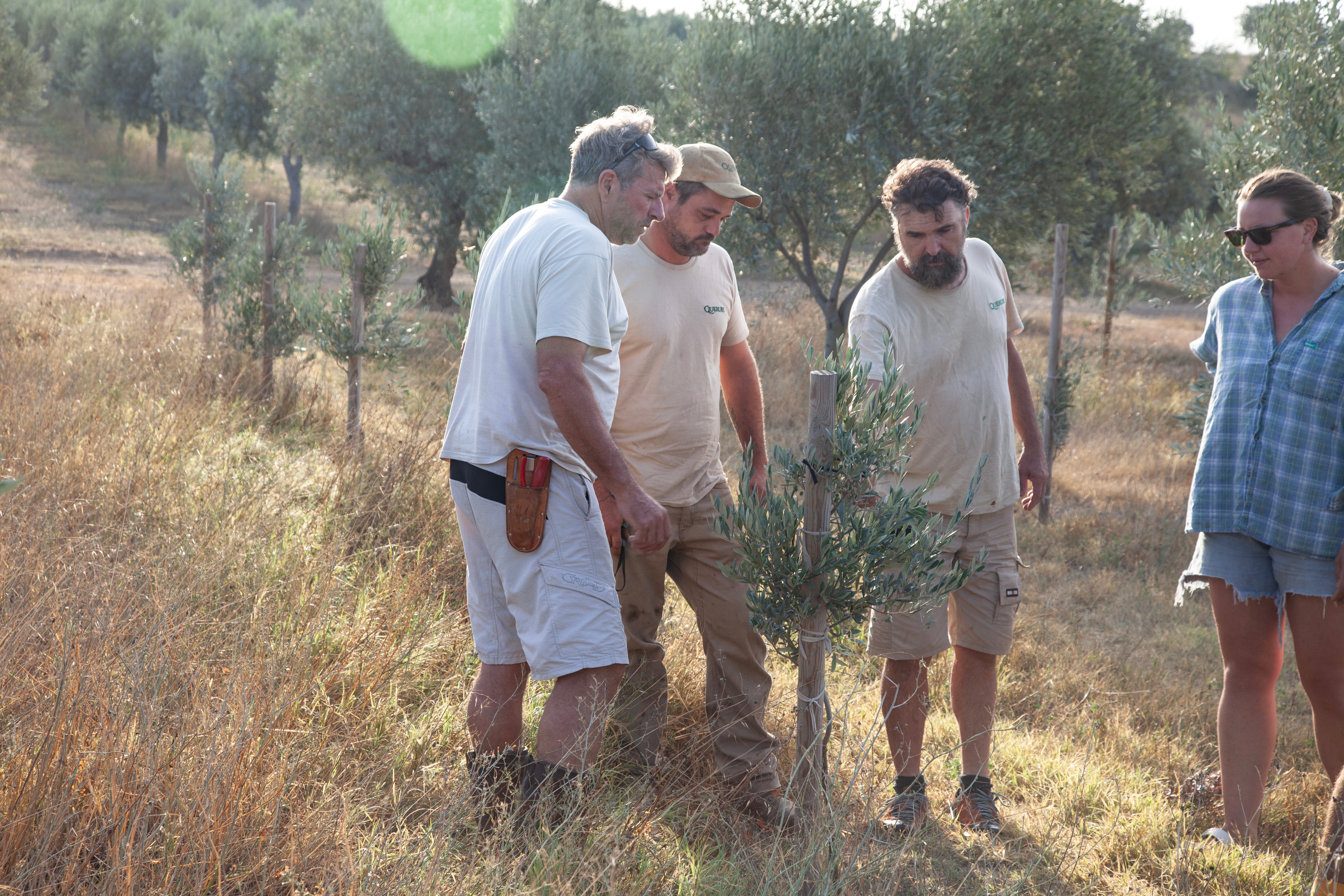 Four people standing in an olive grove examining a young olive tree.