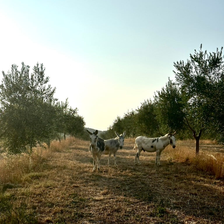 Three donkeys standing in an open olive field in a Farm in France with trees in the background