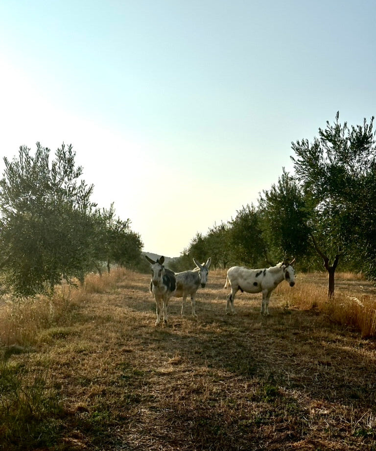Three donkeys standing in an open olive field in a Farm in France with trees in the background