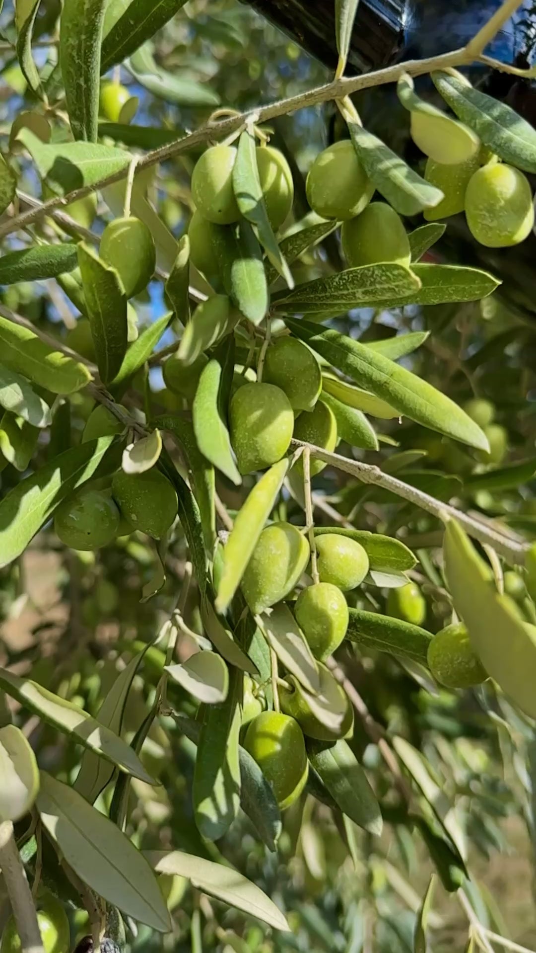 French Organic Olive Oil